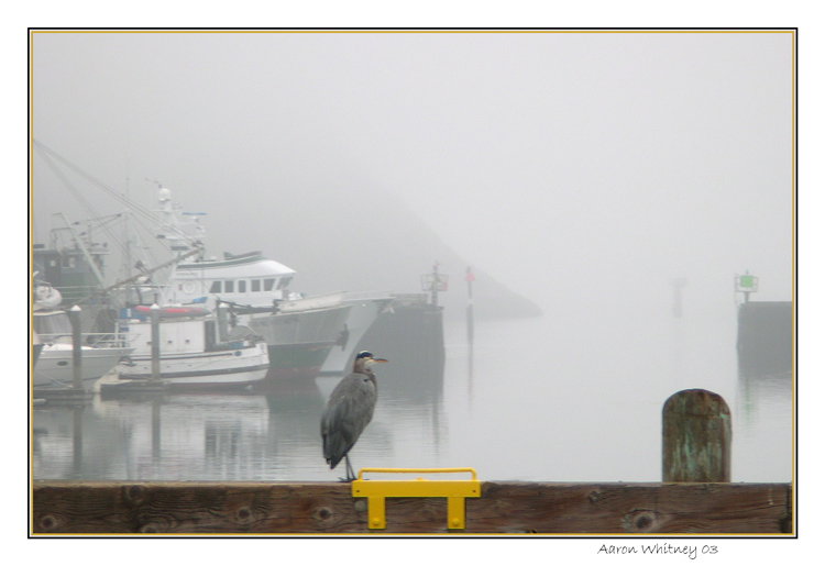 фото "Stuck in port" метки: пейзаж, природа, вода, дикие животные