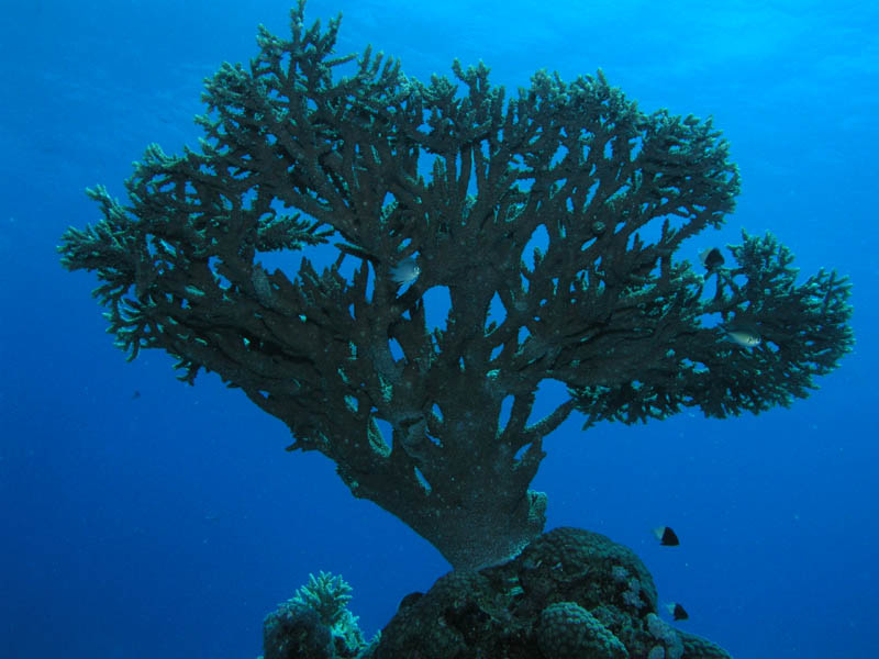 photo "And under water trees grow" tags: travel, underwater, Africa