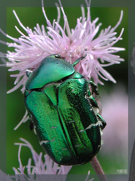 фото "Heavy metal" метки: природа, насекомое