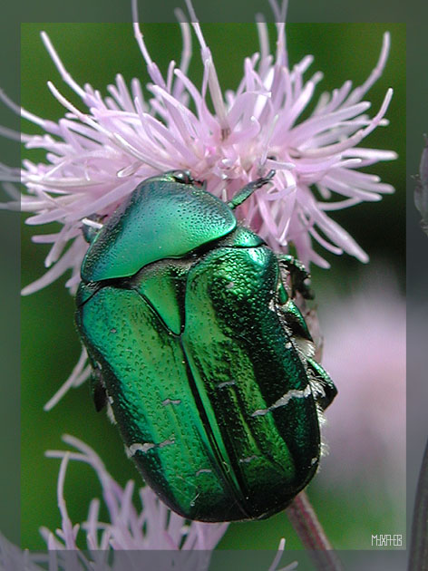 photo "Heavy metal" tags: nature, insect