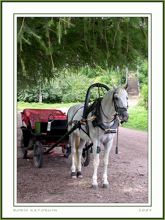 photo "In waiting the passenger" tags: nature, genre, pets/farm animals