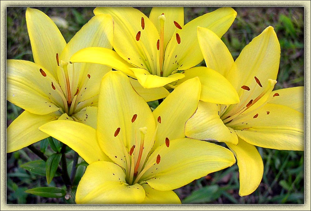 фото "Лилии" метки: природа, макро и крупный план, цветы