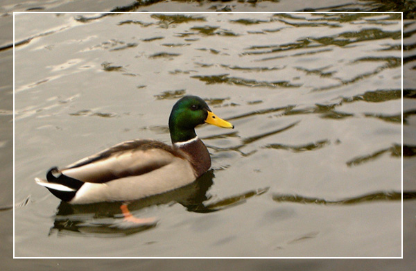 photo "Duck tails" tags: nature, landscape, water, wild animals