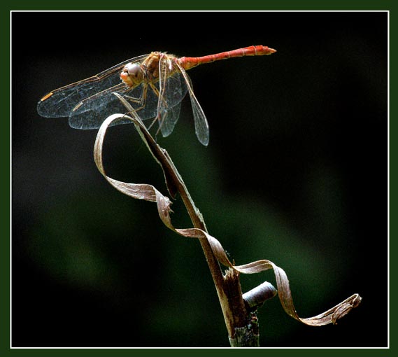 фото "стрекоза" метки: природа, насекомое