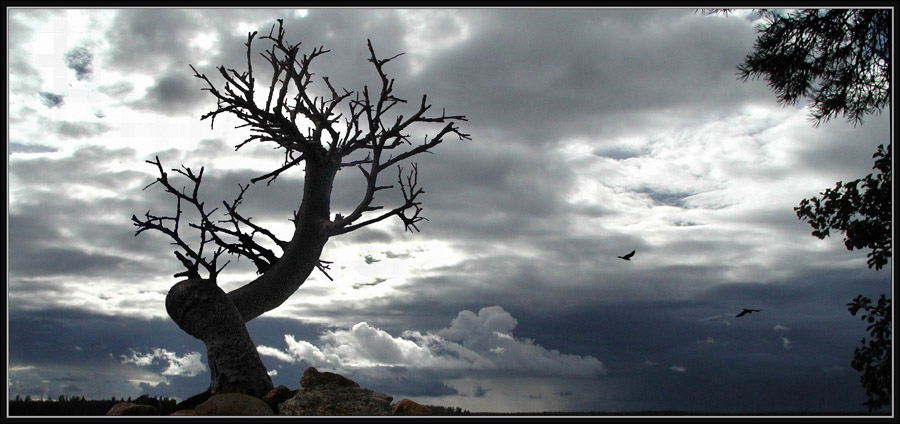 photo "Forewinter bonsai" tags: landscape, autumn, clouds