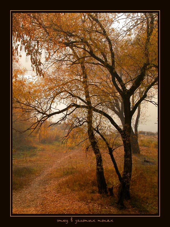 photo "etude in golden tone" tags: misc., landscape, autumn