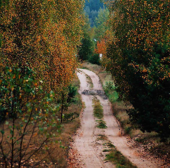 фото "Autumn Road" метки: пейзаж, 