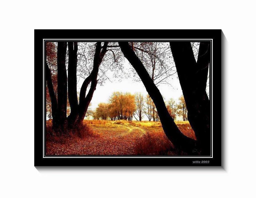 фото "***" метки: пейзаж, лес