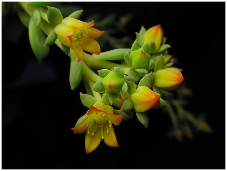 photo "Small lamp`s" tags: nature, macro and close-up, flowers