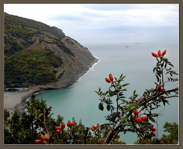 photo "The sea and autumn (2)" tags: landscape, nature, flowers, water