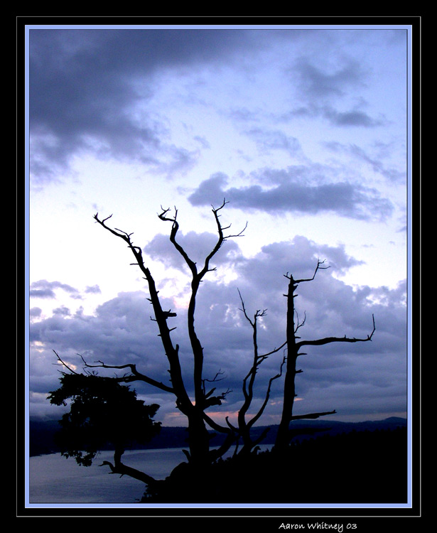 фото "spooky tree2" метки: пейзаж, лес, облака
