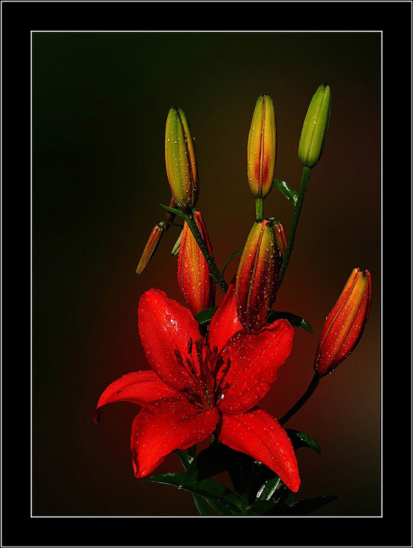 photo "Lily" tags: nature, flowers