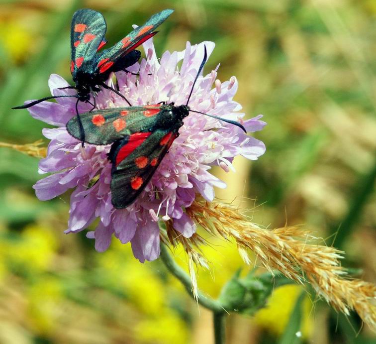 фото "moth couple" метки: природа, макро и крупный план, насекомое
