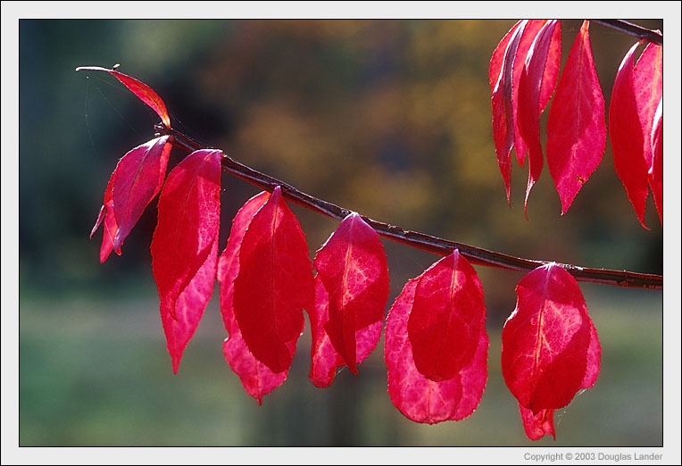 photo "Red Leaves" tags: nature, landscape, autumn, flowers