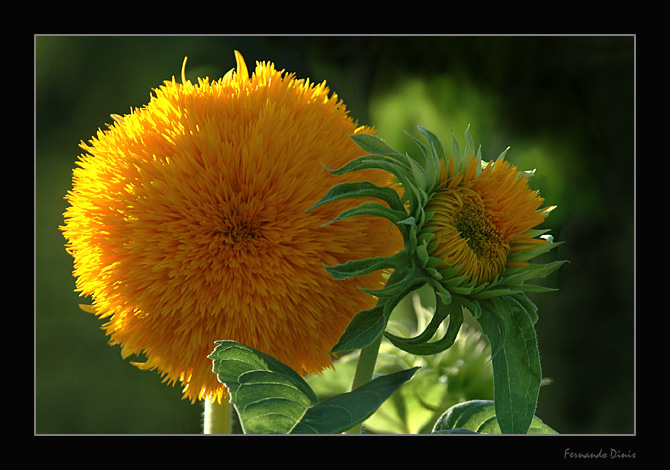 фото "Mother and son" метки: природа, цветы