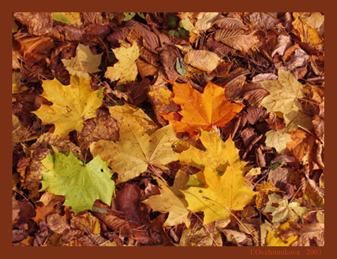 photo "Autumn" tags: nature, flowers