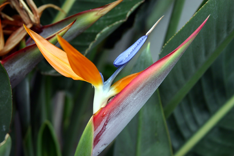 photo "Bird of Paradise" tags: nature, flowers