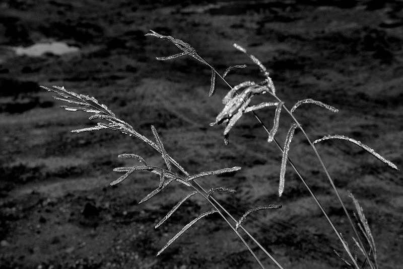фото "simple things in life..." метки: черно-белые, 