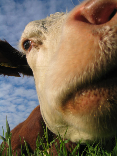 photo "My sweet cow" tags: nature, pets/farm animals