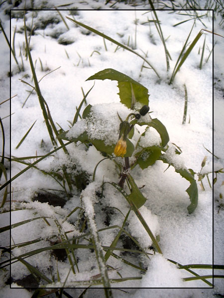 photo "Winter" tags: landscape, macro and close-up, winter