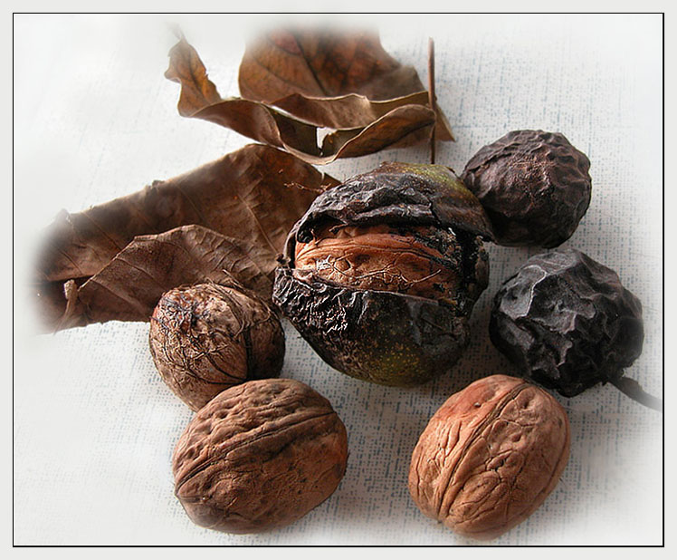 photo "Nuts" tags: still life, macro and close-up, 