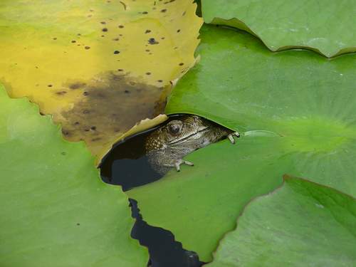 photo "Hello Hello..Can you see me???" tags: nature, wild animals