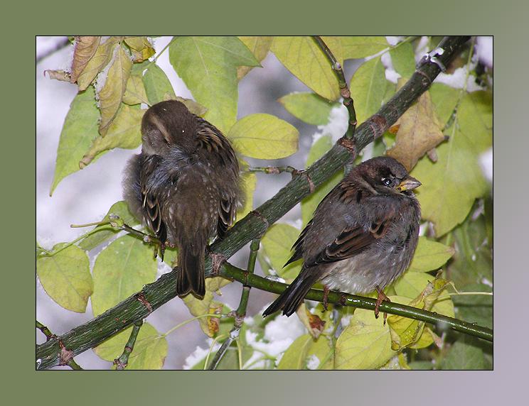 photo "Sparrows" tags: nature, wild animals