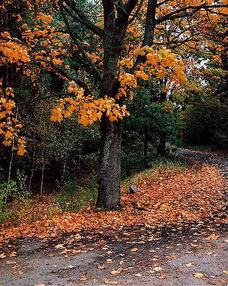 photo "Autuumn" tags: landscape, 
