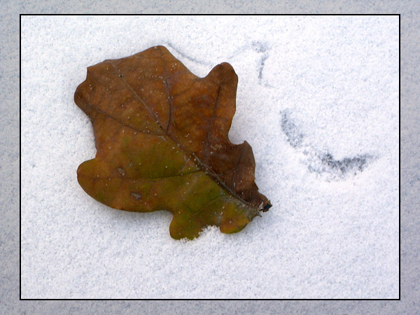 photo "Winter" tags: landscape, macro and close-up, winter