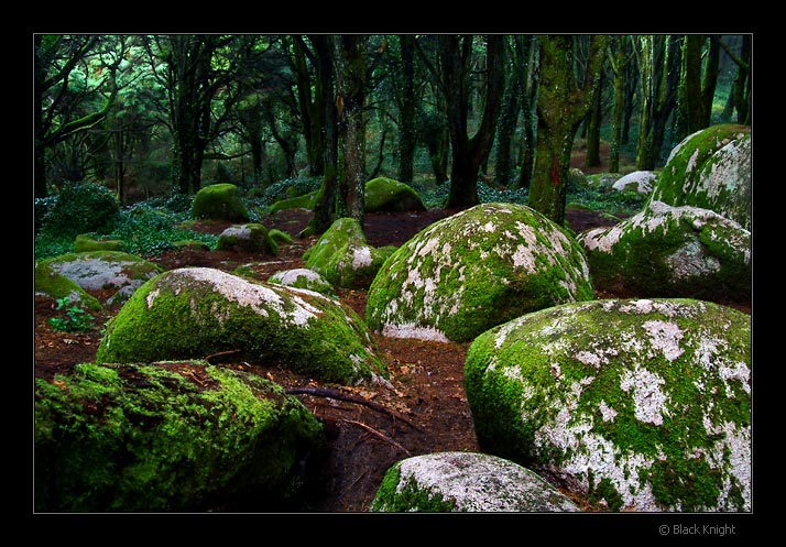 фото "Hard Rock Forest" метки: пейзаж, горы, лес