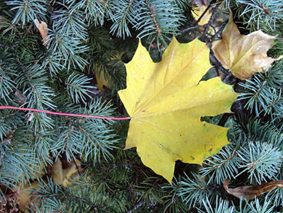 photo "-----" tags: nature, landscape, autumn