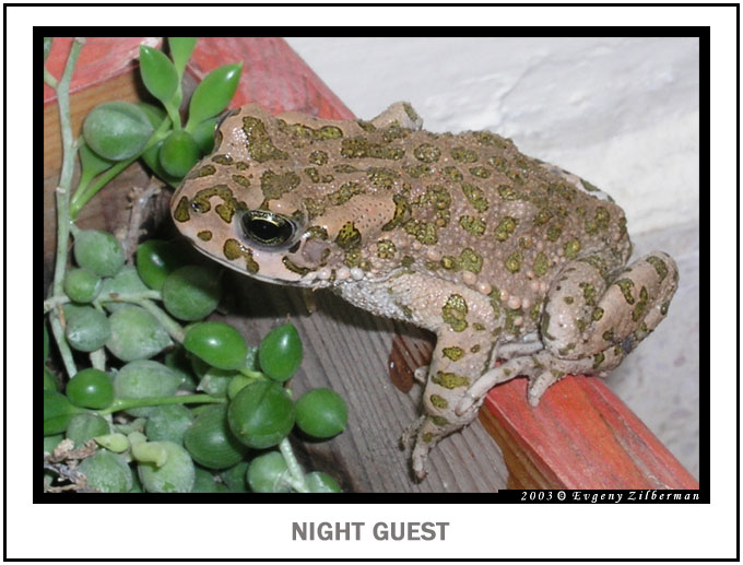 photo "Night guest" tags: macro and close-up, nature, wild animals