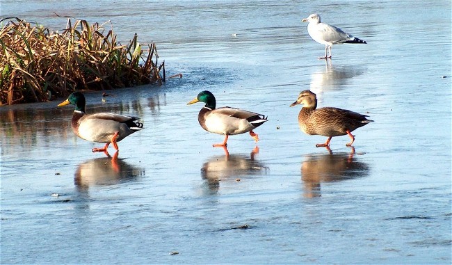 photo "Here we are." tags: nature, landscape, water, wild animals