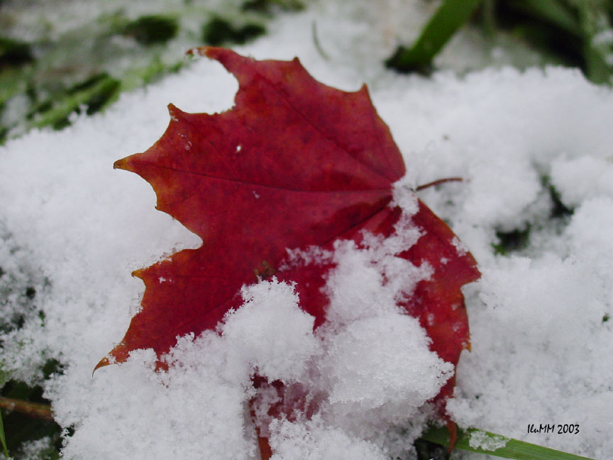 photo "First Snow" tags: macro and close-up, 