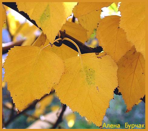 photo "-----" tags: landscape, nature, autumn, flowers