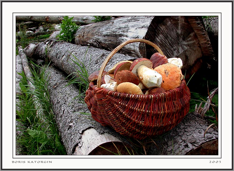 photo "Gifts of a forest" tags: still life, nature, 