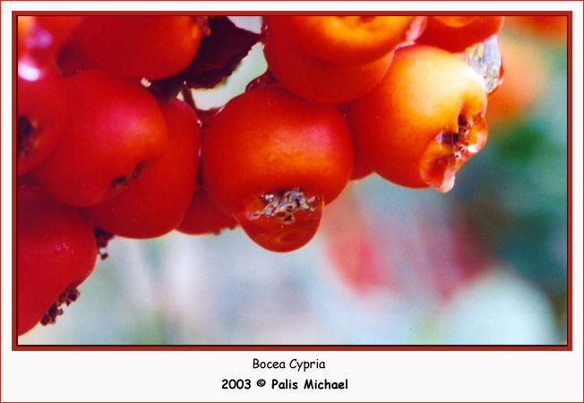 photo "Bocea Cypria" tags: macro and close-up, nature, flowers