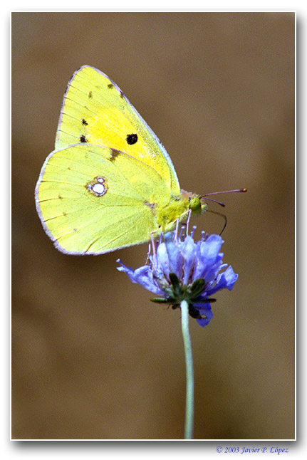 photo "Colias" tags: macro and close-up, nature, insect