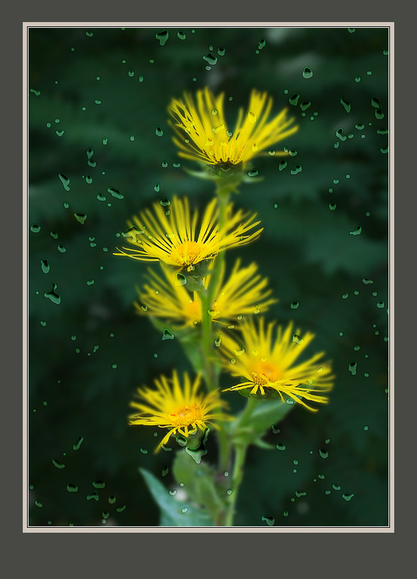 photo "Yellow Flower" tags: nature, flowers
