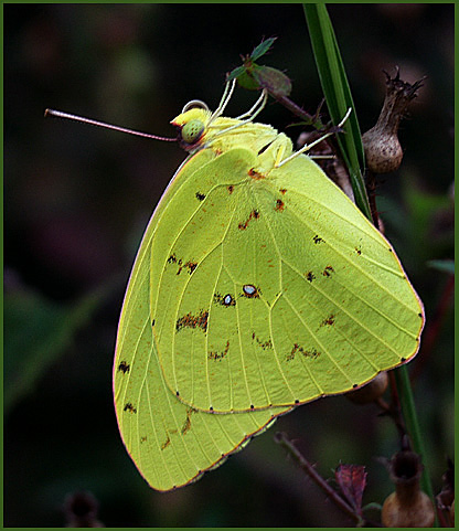 photo "What`s Up?" tags: humor, macro and close-up, 