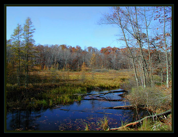 photo "Autumn Woods" tags: landscape, forest, water