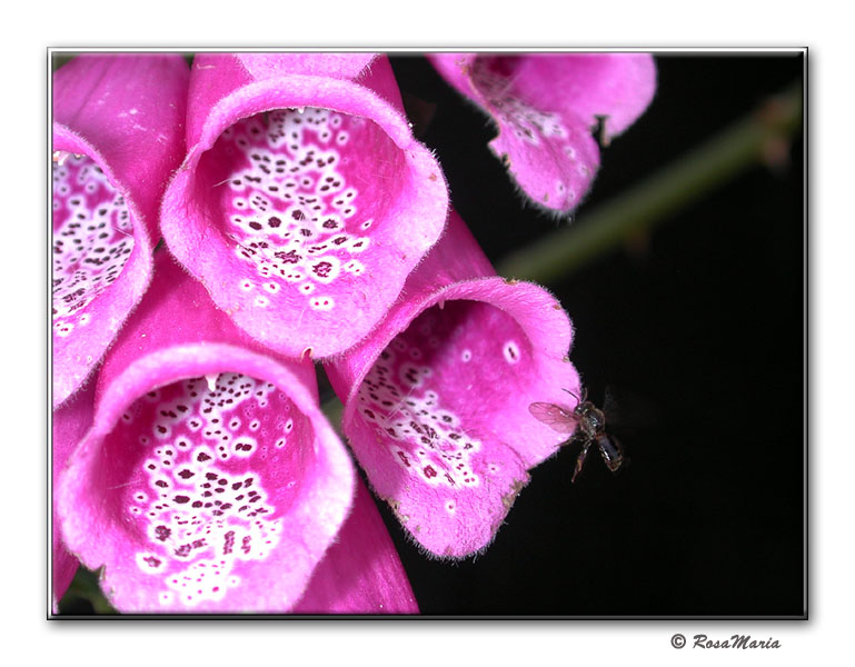 photo "Searching" tags: macro and close-up, nature, flowers