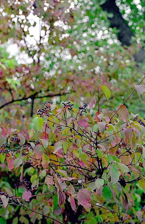 photo "Autumn etudes (1)" tags: nature, landscape, autumn, flowers