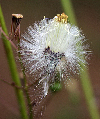 photo "Queen for a Day" tags: macro and close-up, nature, flowers