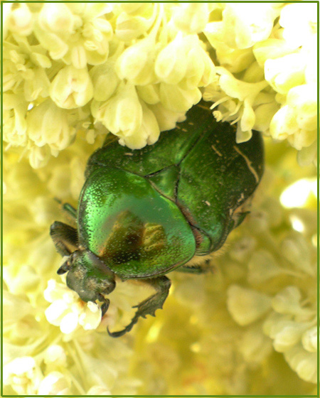 photo "Reflection" tags: nature, portrait, insect