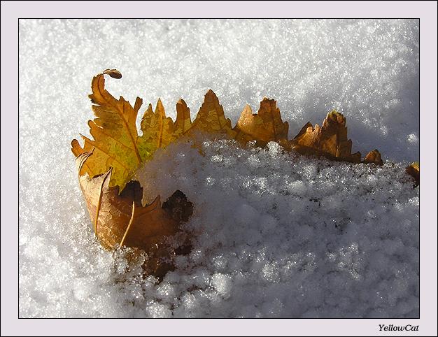 photo "Change of season" tags: macro and close-up, landscape, winter