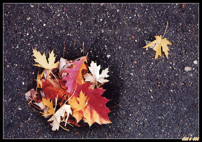 photo "Fall oasis" tags: abstract, nature, flowers