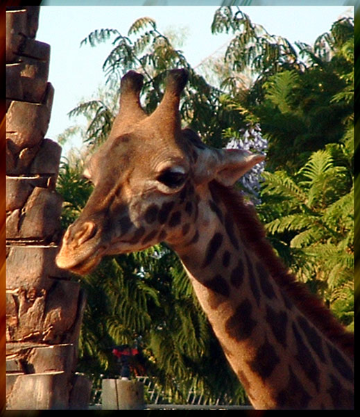 photo "SIMHLY - GIRAFFE" tags: nature, wild animals