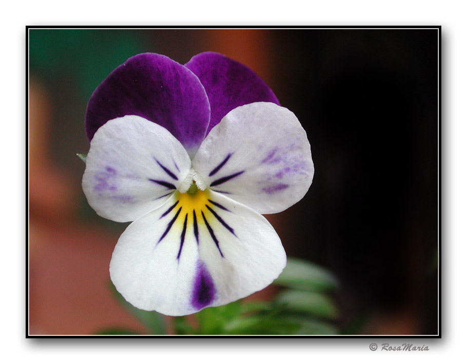 photo "Painsy" tags: macro and close-up, nature, flowers