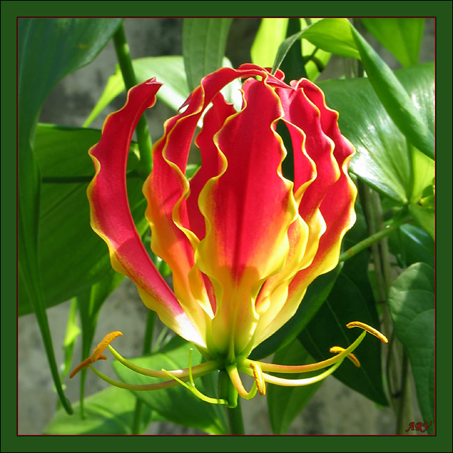 photo "Flame... (Gloriosa rothschildiana)" tags: nature, macro and close-up, flowers